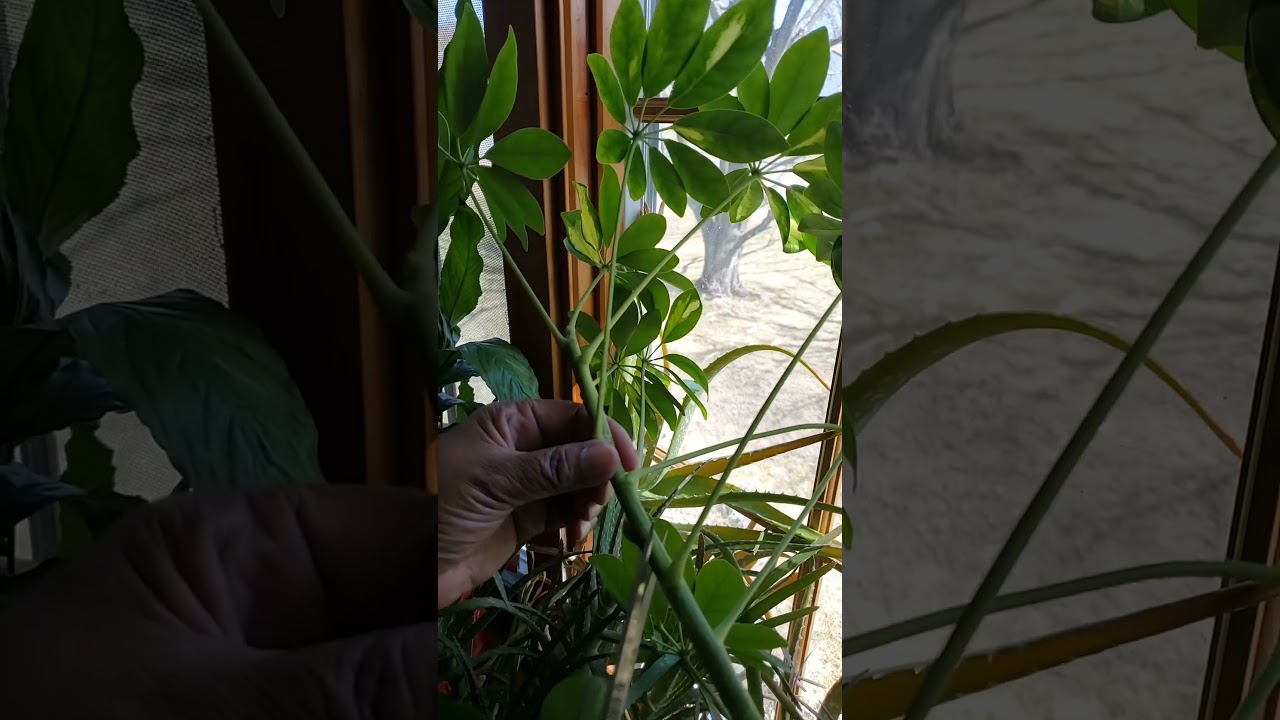 Umbrella Tree Propagation | THOW 💛 #houseplants #indoorplants #plantlover
