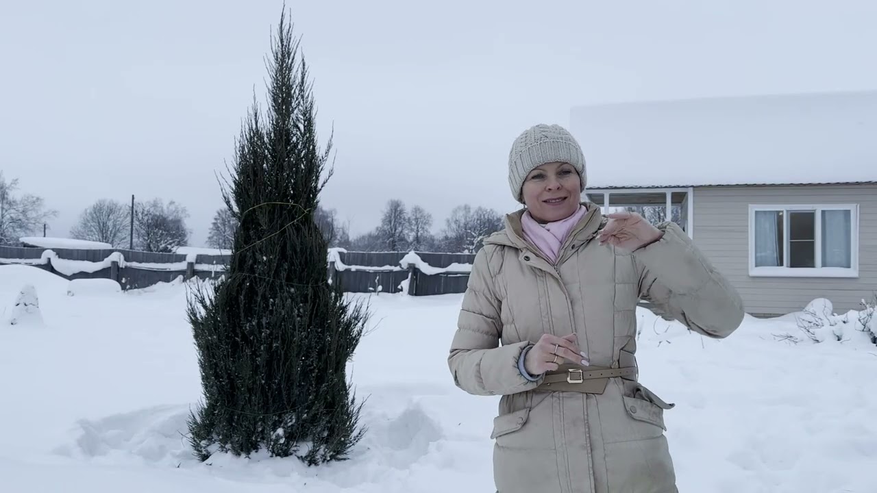 Пушкиния, гиацинт, хлорофитум, блю эрроу, мопс и конечно теплица и снег  Январь 2026