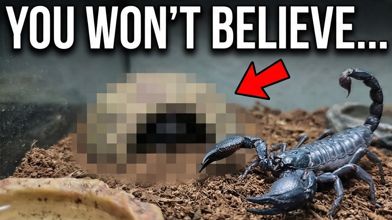 Is Your Scorpion Enclosure Actually Killing It?