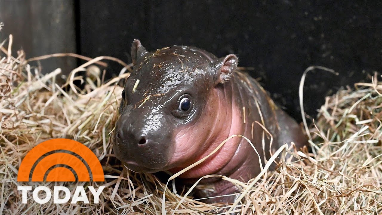 Richmond Zoo reveals new baby hippo’s name live on TODAY!