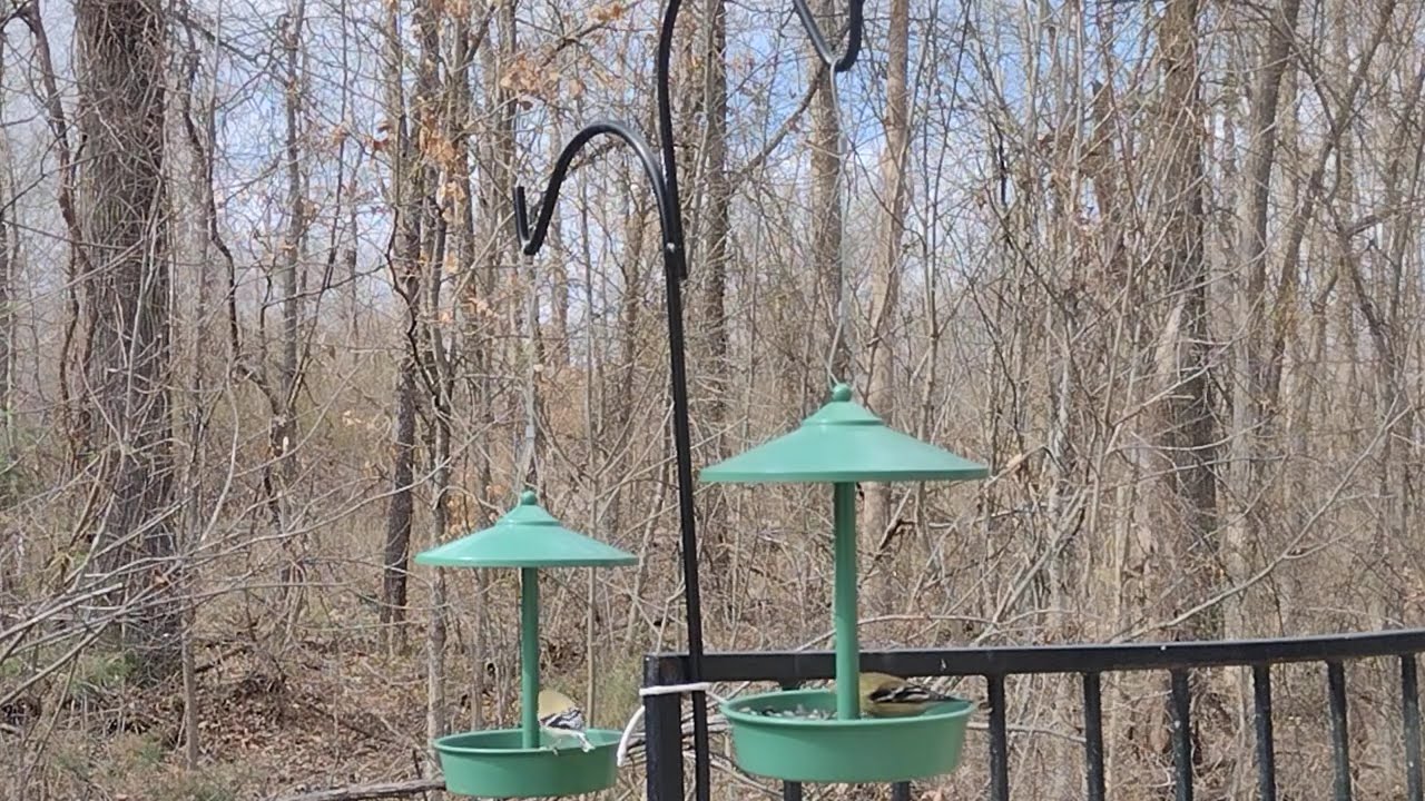 Lazy Bird Day.