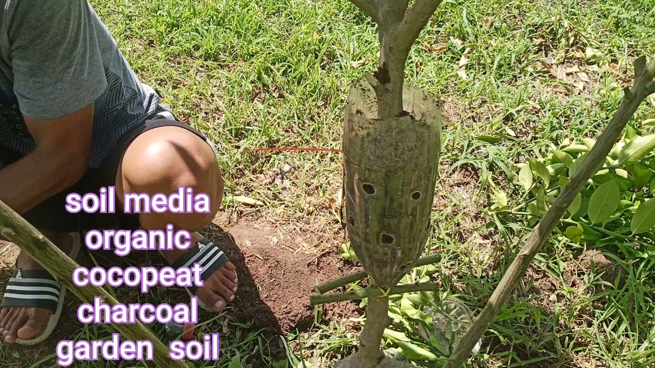 Roots attaching pomelo to Lemon  COMBINATION air LAYERING and GRAFTING, early fruiting tech.