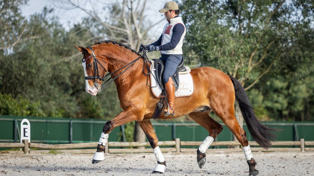 Horse for Sale |  Piro Free Lusitano Gelding: Stunning Looks & All-Rounder Type (REF#1060)