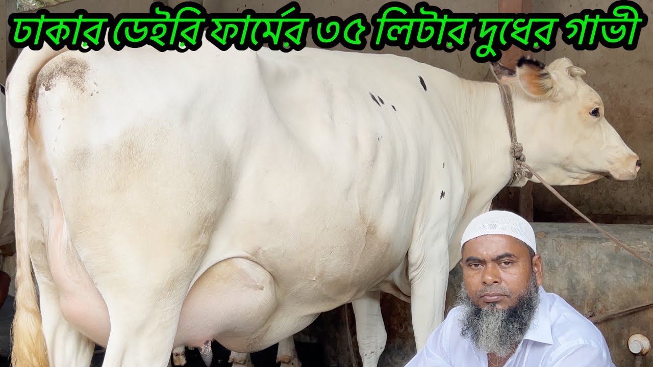 সেরা দুধের গাভী ও বকনা কিনুন ঢাকার ডেইরি ফার্ম থেকে!