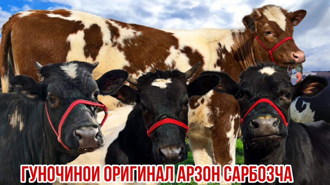 Сарбозча нархои Рамазони арзон Успет кунед 14 февраля 2026 г.