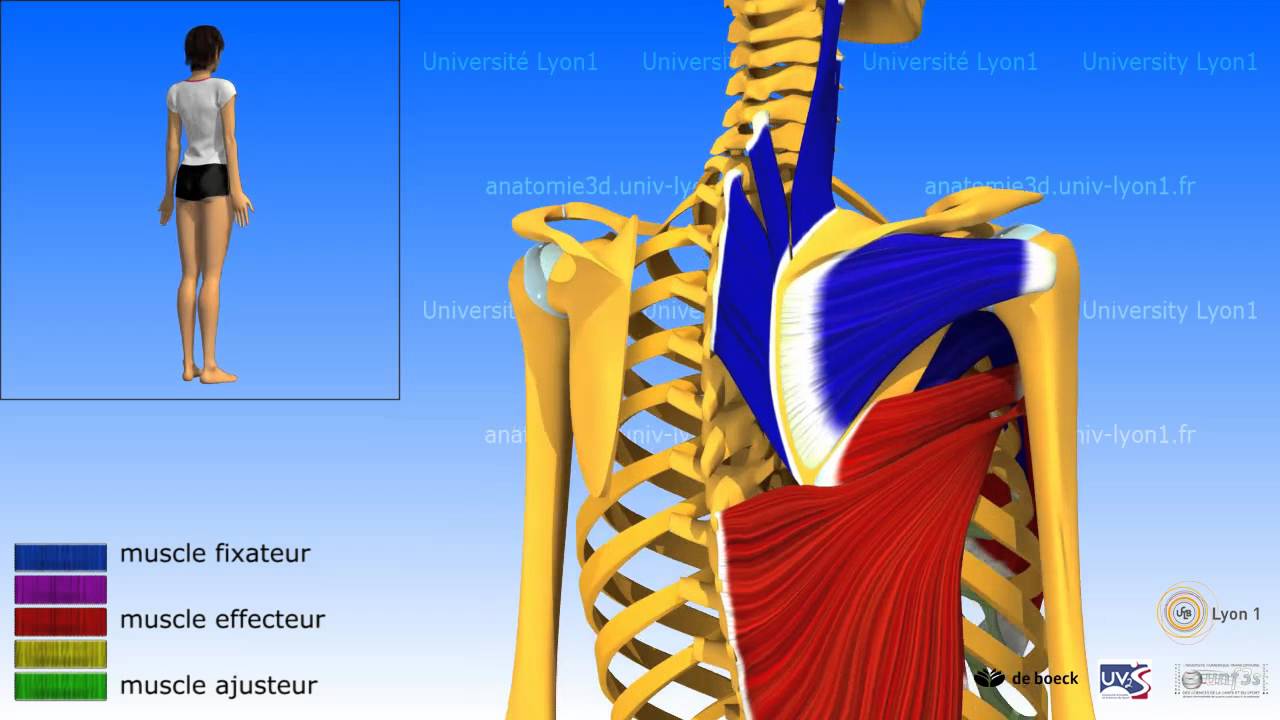 L'épaule: l'adduction, les muscles adducteurs