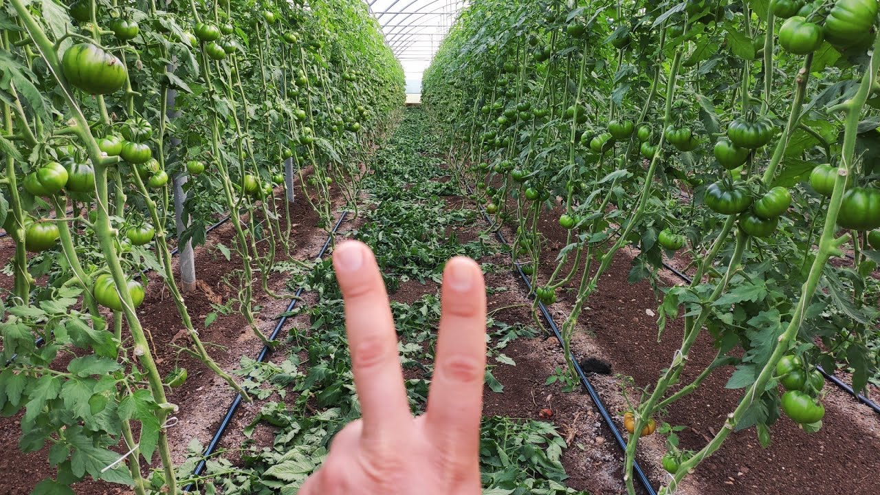 Seconda defogliazione Pomodoro in Serra perché e a quali pericoli andiamo incontro