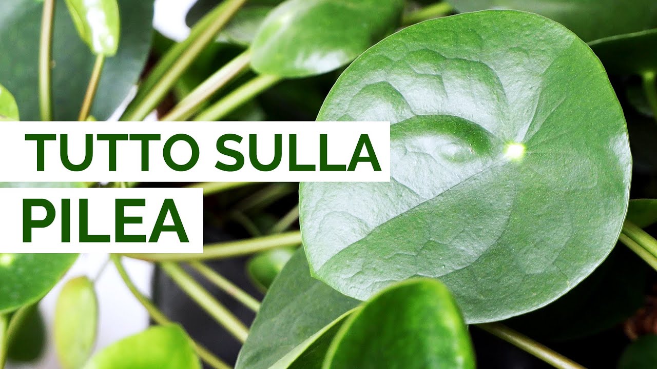 Tutto sulla PILEA | Cura, coltivazione e propagazione