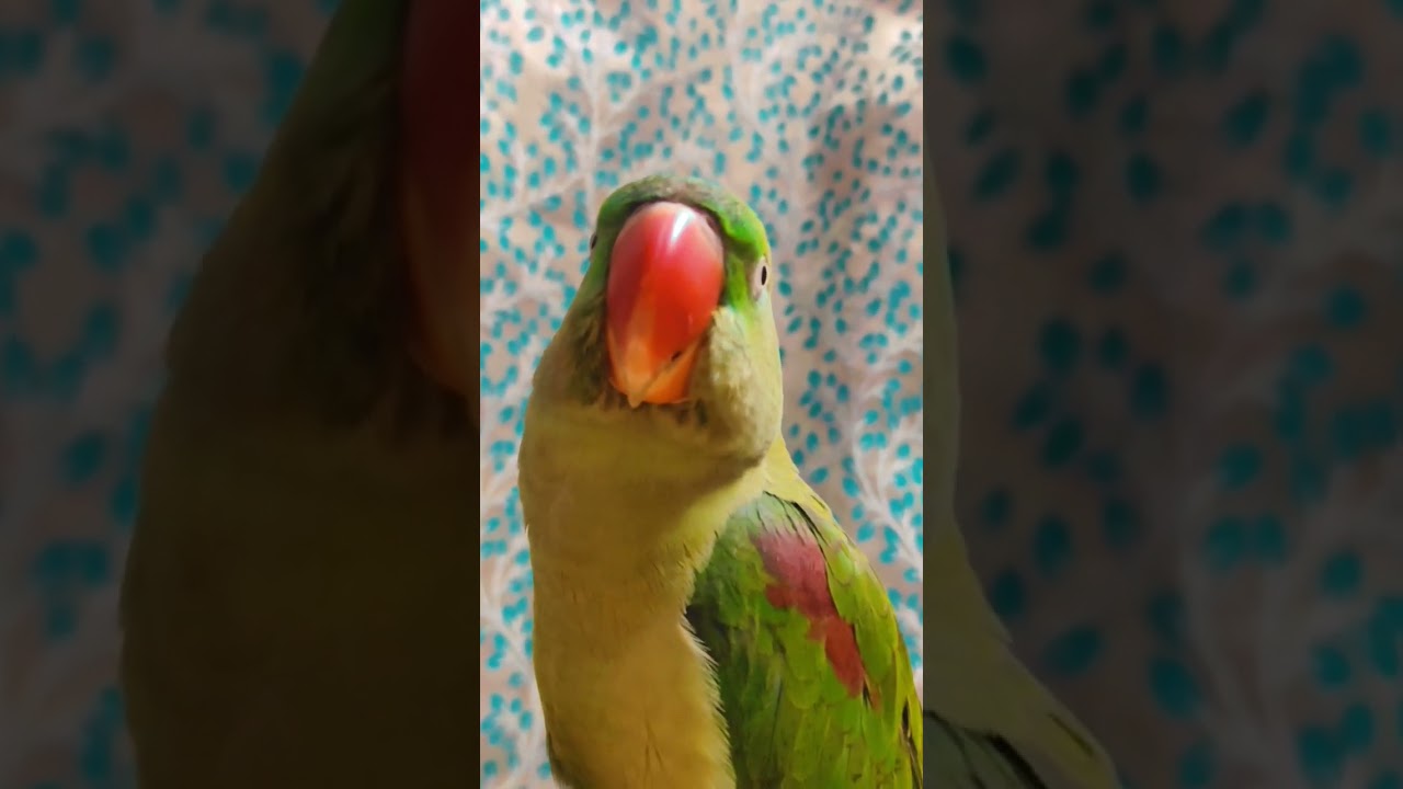 #firstparrot #youtubeshorts #birds #parrotr #funny #fantasticparrot #cute #parrrot #parrotlover