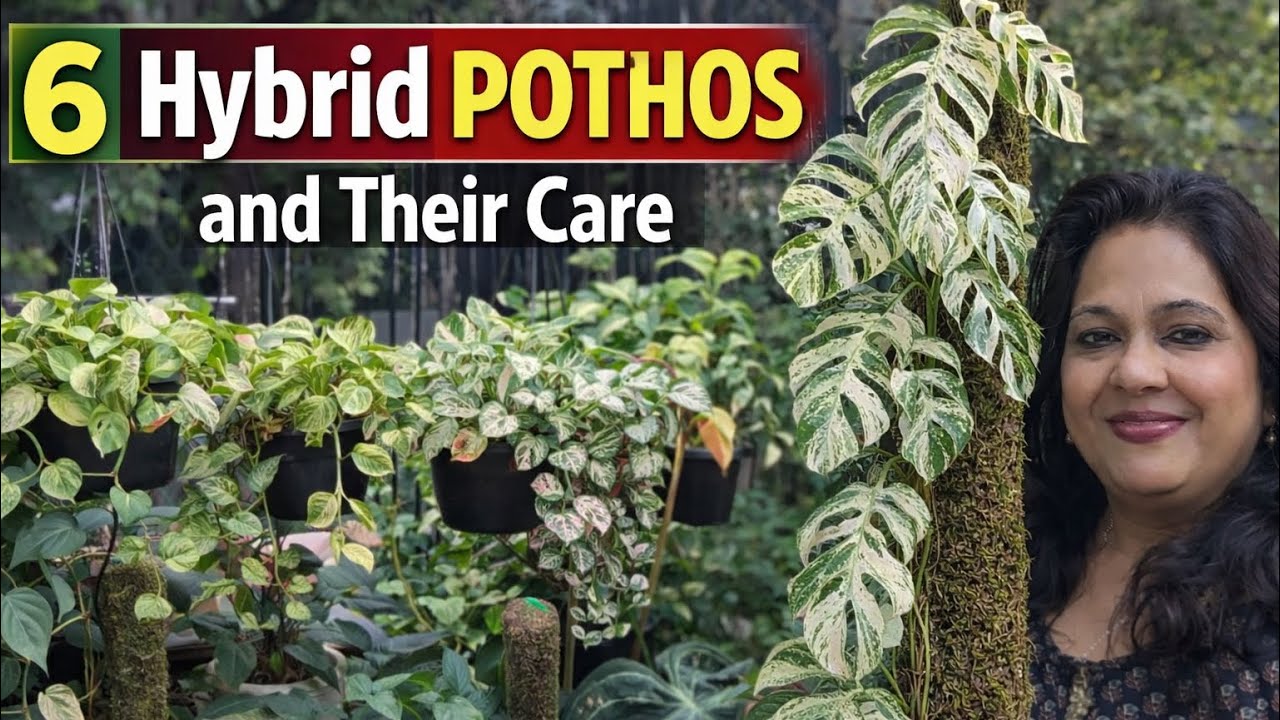 6 hybrid pothos caring & propagation tips॥मनीप्लांट की खूबसूरत क़िस्म की केयर और कटिंग कैसे लगायें