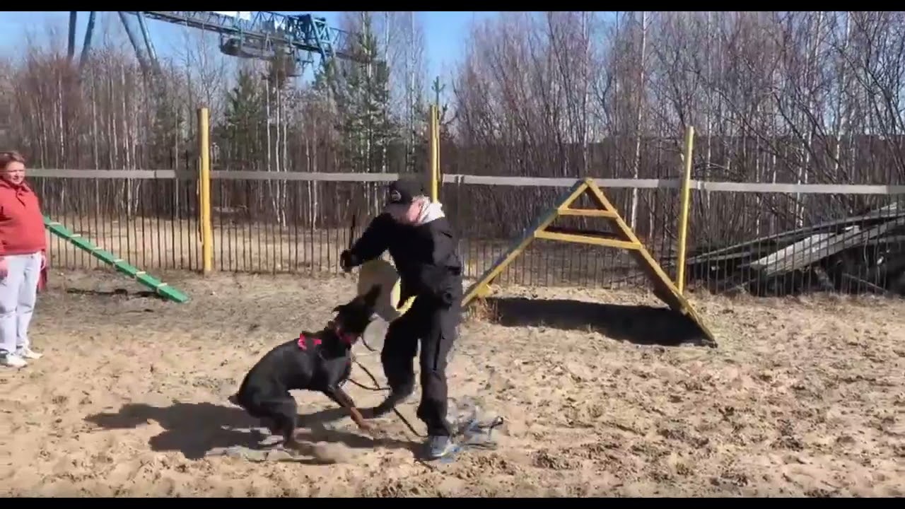 Доберман защита. IGP доберман. IGP защитный раздел. Dobermann protection / Dog protection
