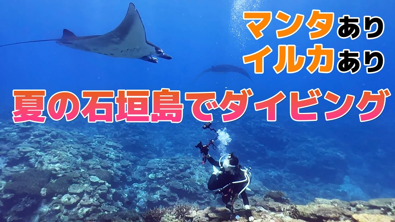 マンタありイルカあり 夏の石垣島でダイビング