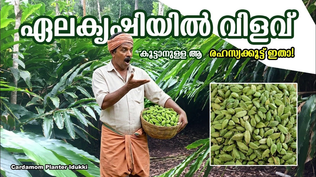 ഏലകൃഷിയിൽ വിളവു വർദ്ധിപ്പിക്കാനുള്ള ആ രഹസ്യ കൂട്ട് ഇതാ  #ഏലം #nature #cardamomfarming 