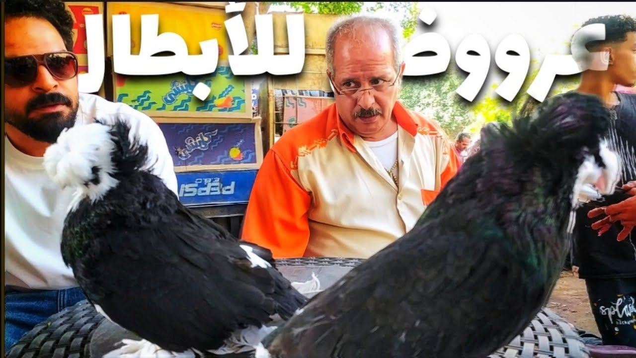الغياب طال بس جايين انهارده بعرض للأبطال مع عم هانى من سوق السيده عائشه 💥💥💥🔥 بفرجه وأسعار الحمام 💥
