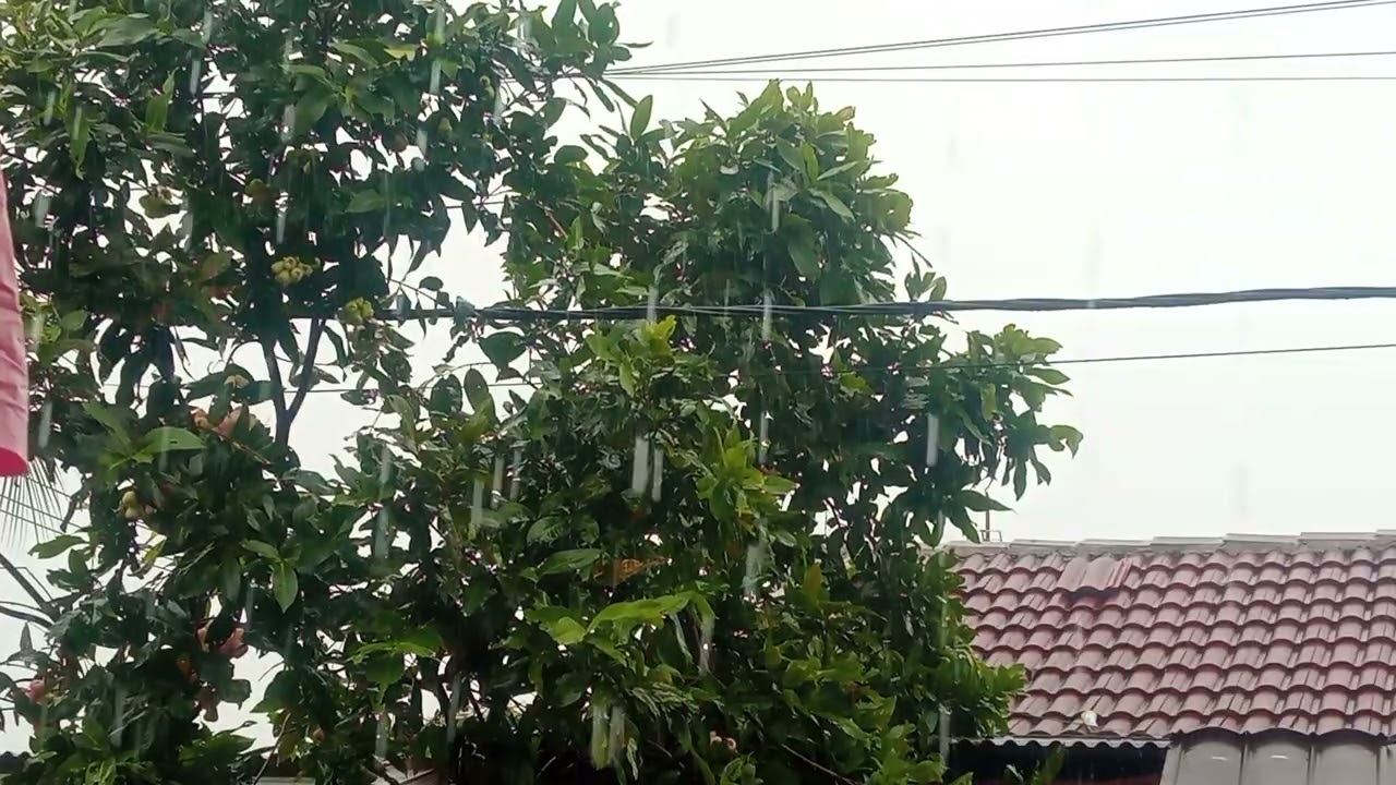 Hujan Di Pagi Hari untuk merilexsasikan dan Ketenangan hati dan fikiran