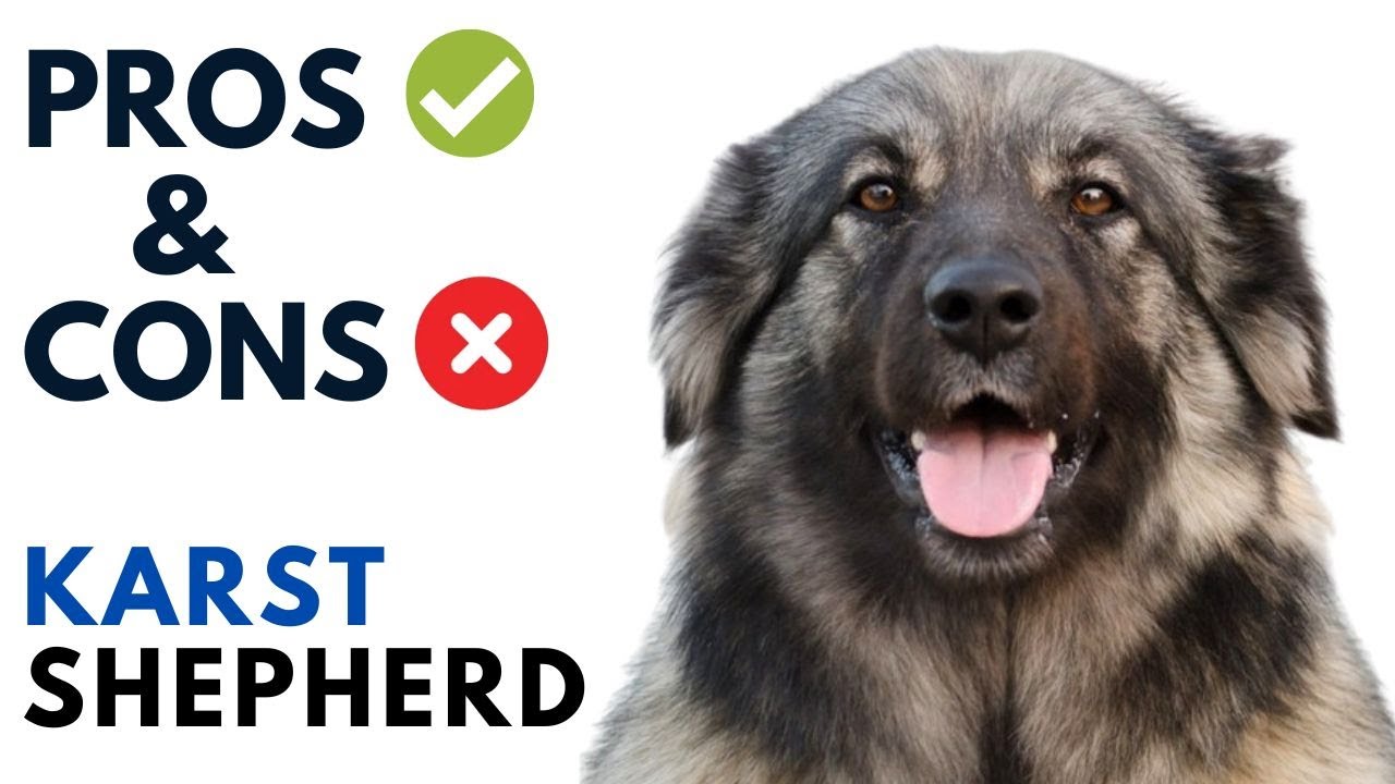 Karst Shepherd Pros and Cons | kraški ovčar kraševec  Dog Advantages and Disadvantages