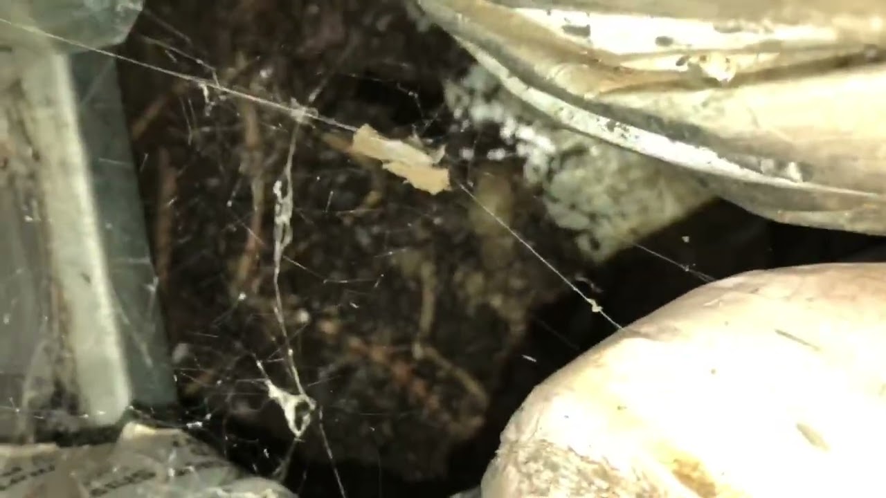 Nashville Dead Animal Removal - Dead Animal In Ducts - Smell In Home - Animal Pros