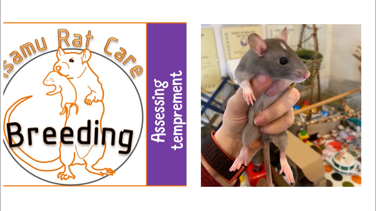 Assessing temprement in rats