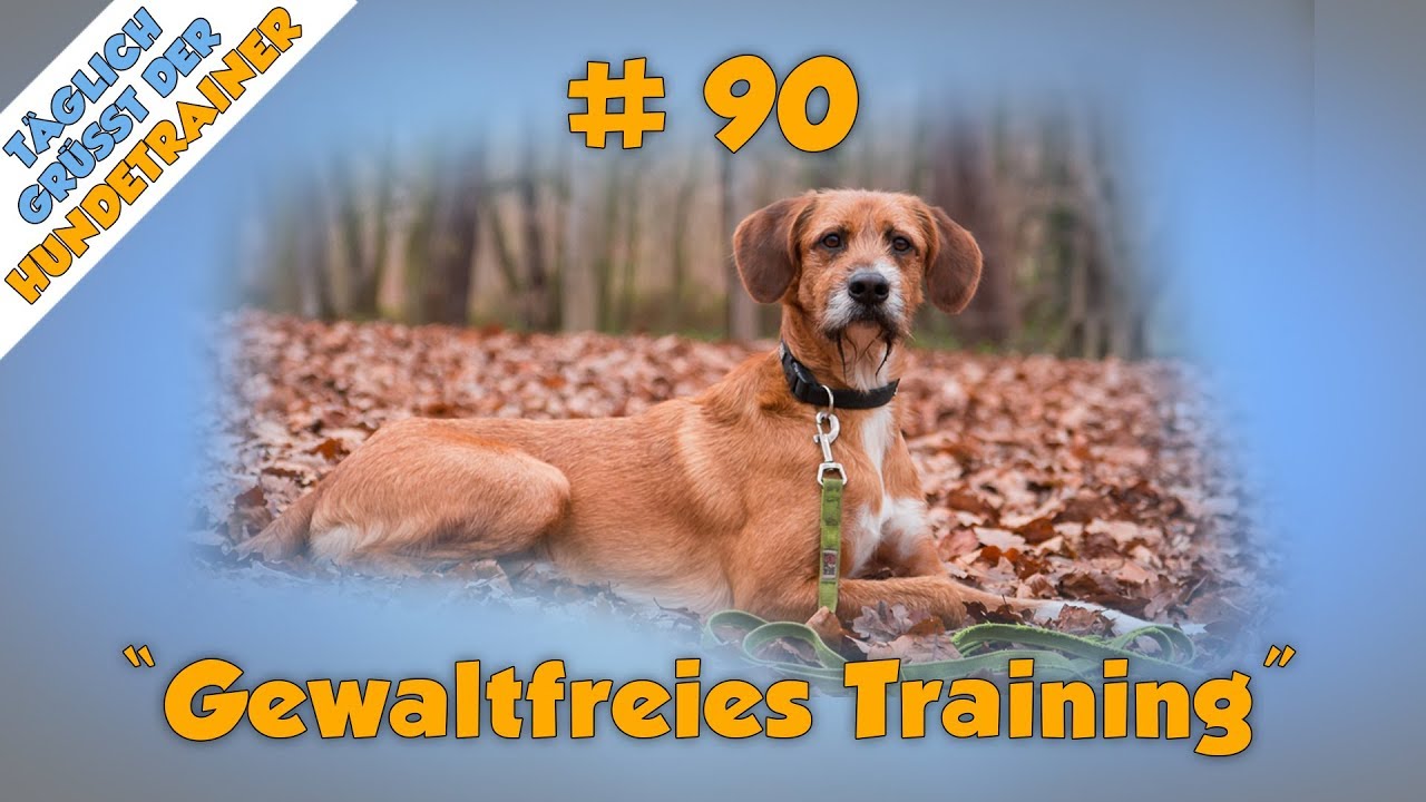 TGH 90 :  Gewaltfreies Hundetraining - Hundeschule Stadtfelle - Hundeerziehung