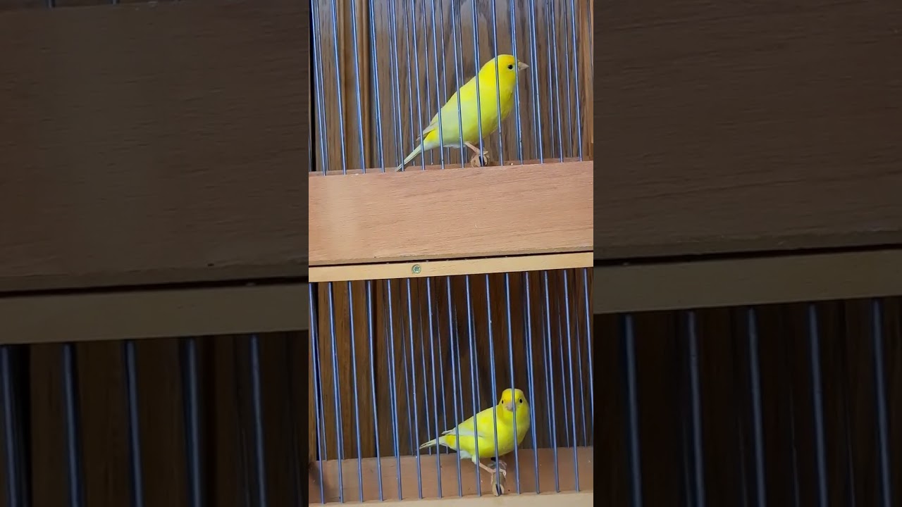 Edelroller Canary,Gesangskanarien 