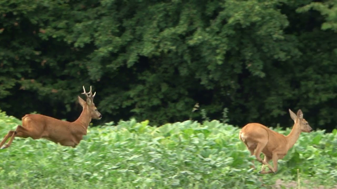 Rehe rennen - Bodenheim
