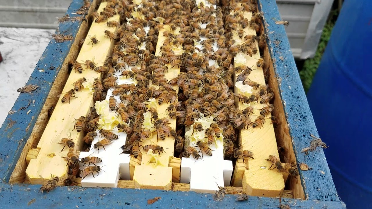 Which Size Honey Bee Hive Is Best To Start? Very Important.