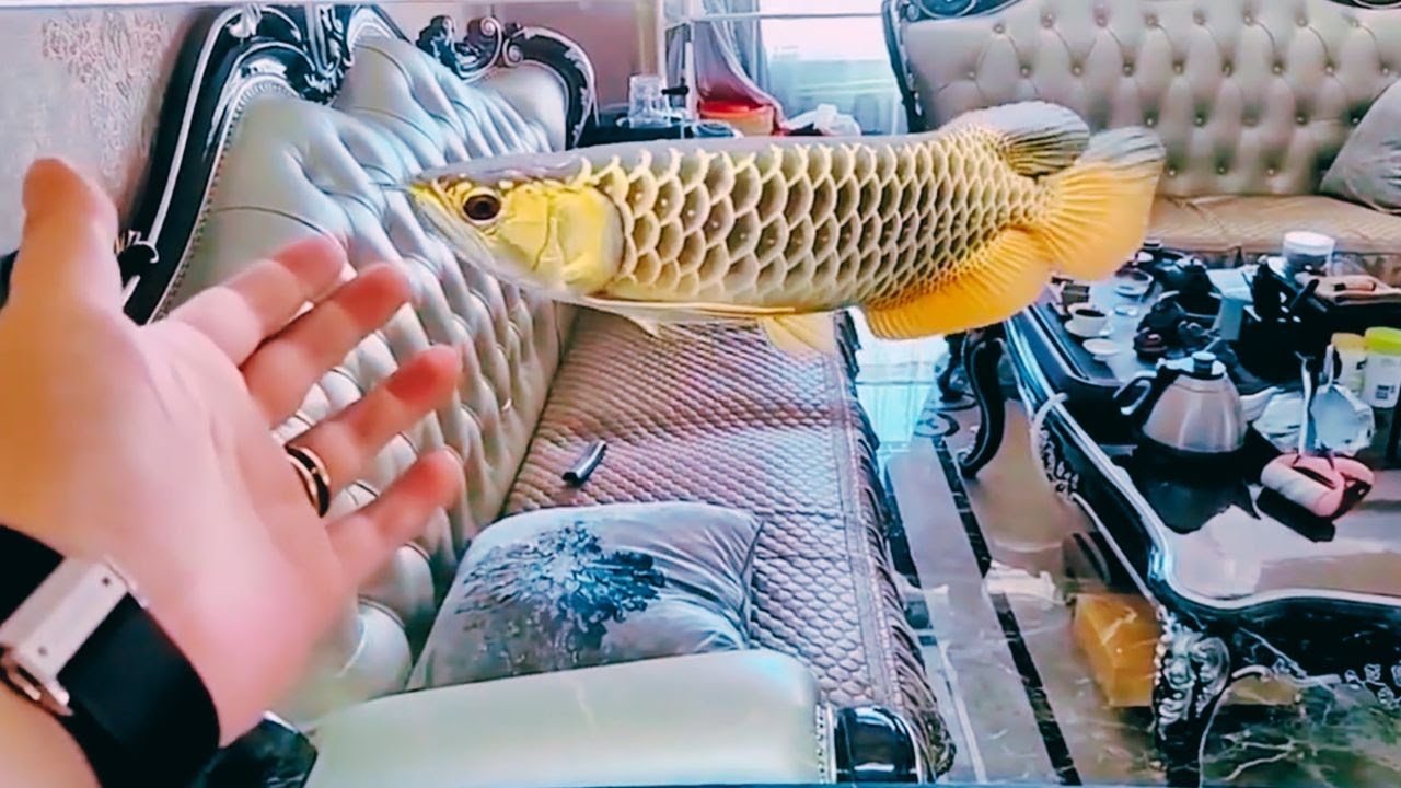 Amazing 24K Golden Crossback Arowana Fish in Freshwater Tank