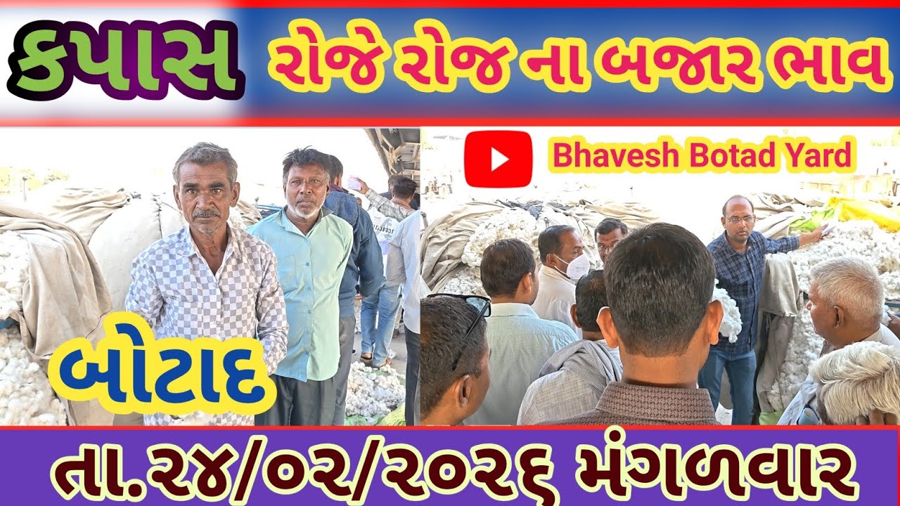 બોટાદ યાર્ડ માં ખુબજ તેજી નો માહોલ કપાસ માં 24/02/2026 || Botad Marketing Yard ||#bhaveshbotadyard