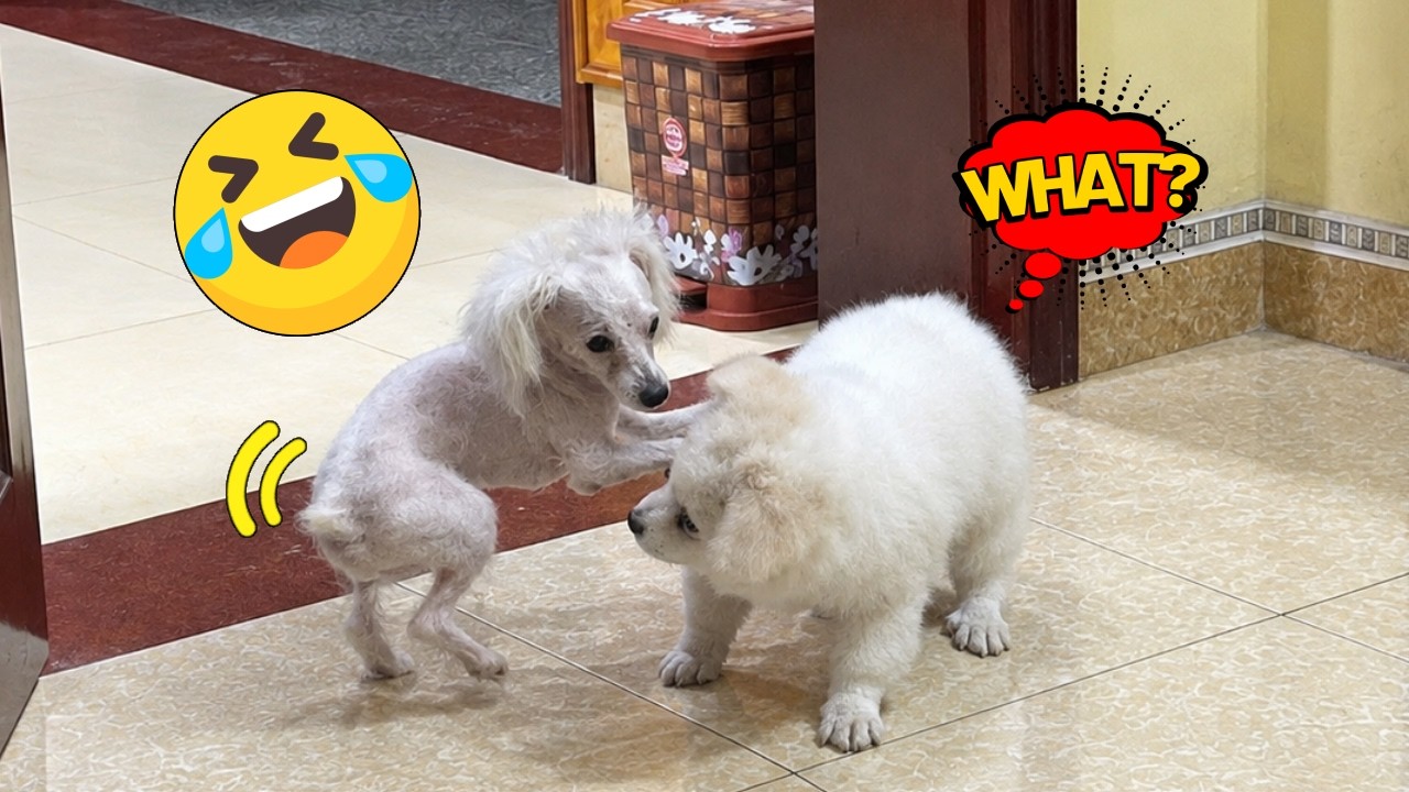 😂The Funniest Pet Moments That Deserve a Million Laughs - Funny Pets