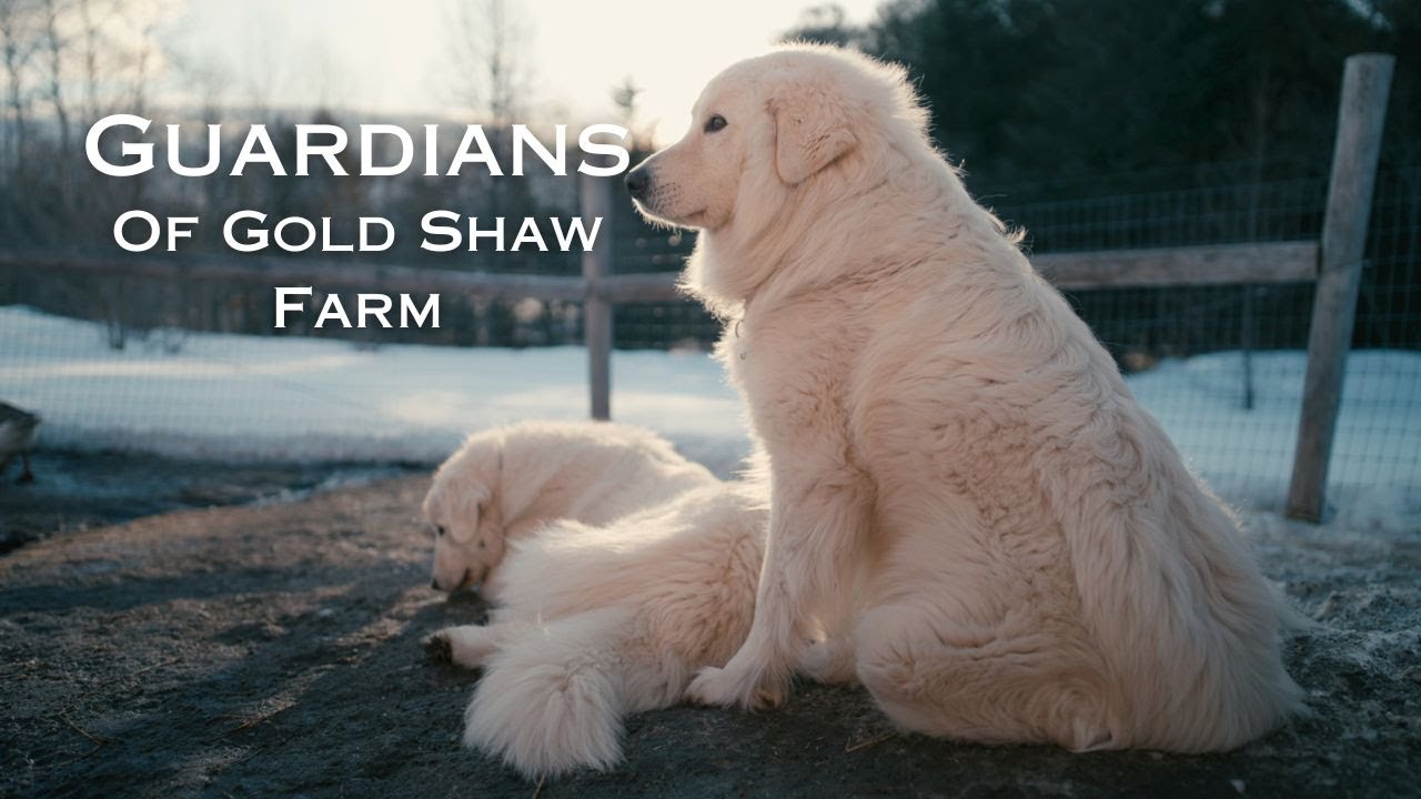 Gold Shaw Farm Documentary Introduction