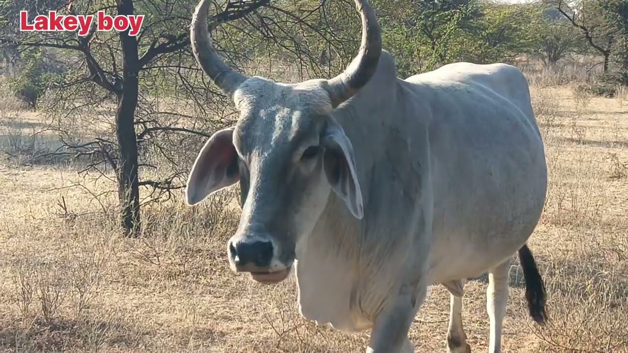 Village cow and village forest animals