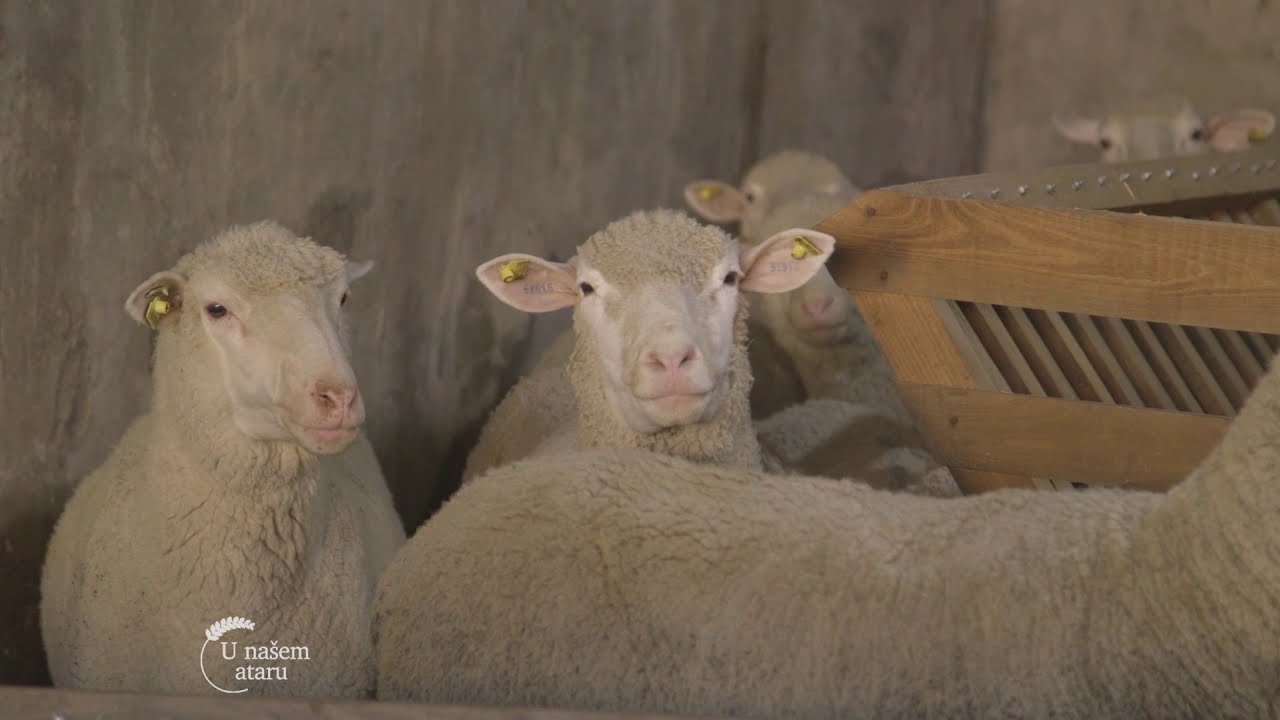 Uzgoj ILe de France ovaca u Sremu - U nasem ataru 739