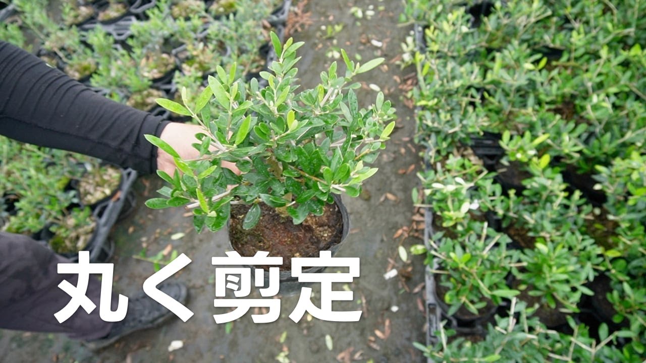オリーブを丸く剪定する。