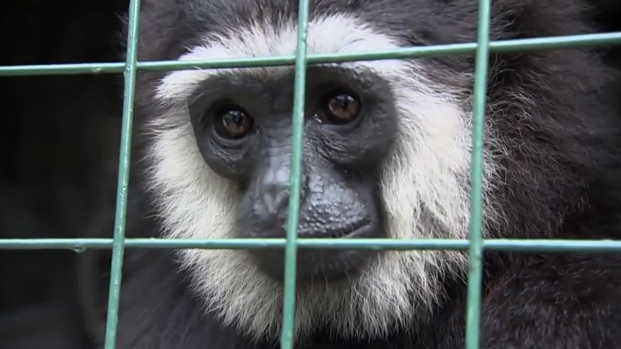 Endangered Animal Rescue Centre | Tigers About The House: What Happened Next | BBC Earth