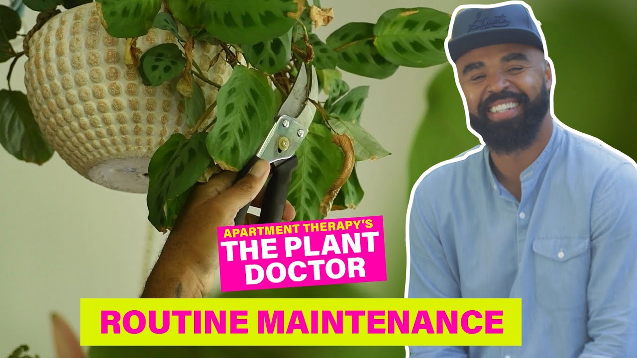 Routine Maintenance | The Plant Doctor |  Apartment Therapy