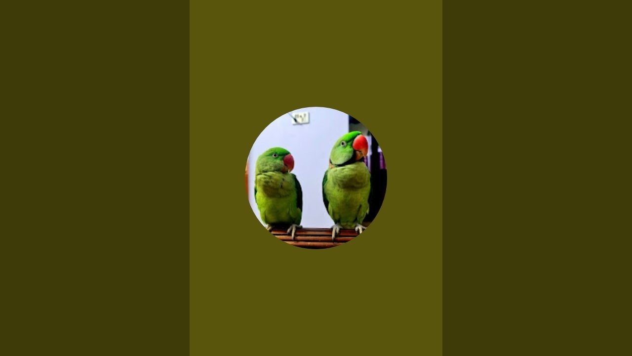 Peekuu and Meekuu  is live
