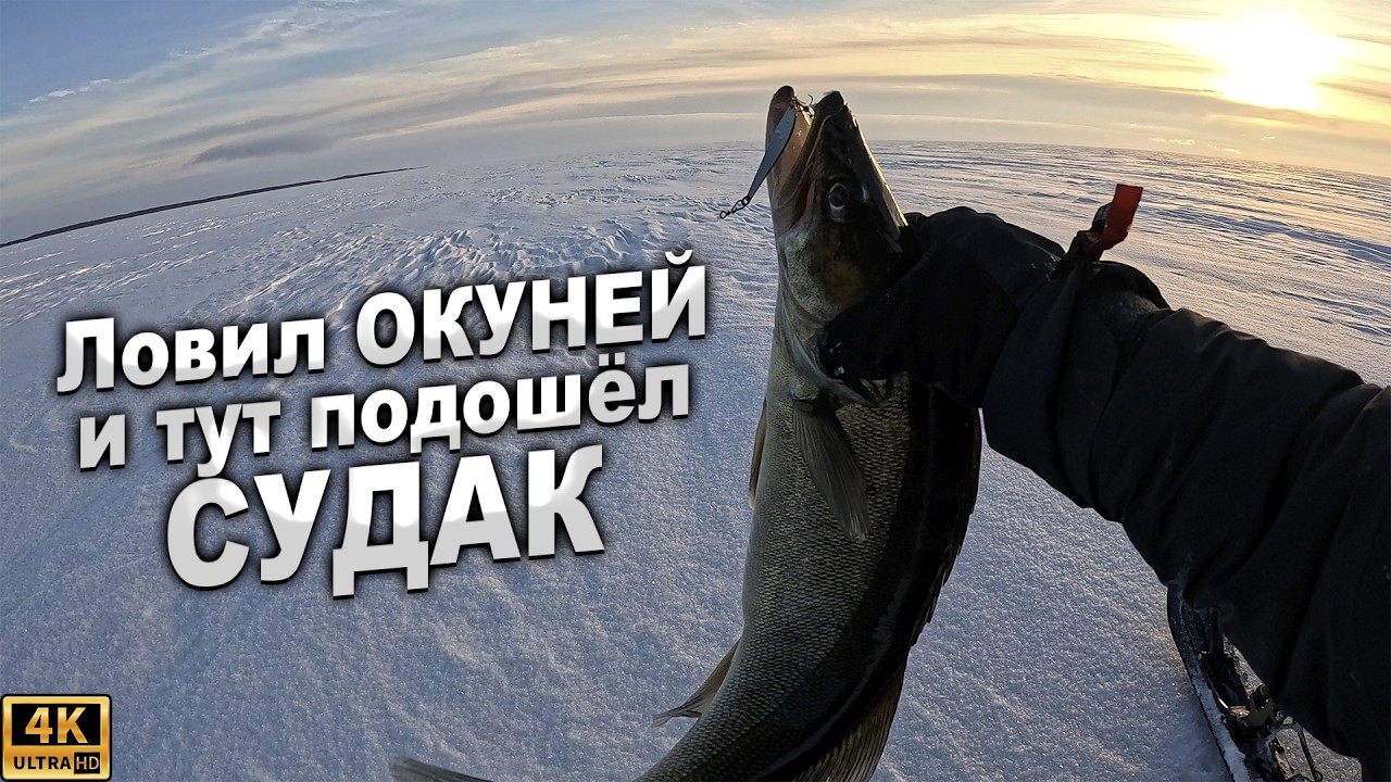 Ловил ОКУНЕЙ и тут подошёл СУДАК