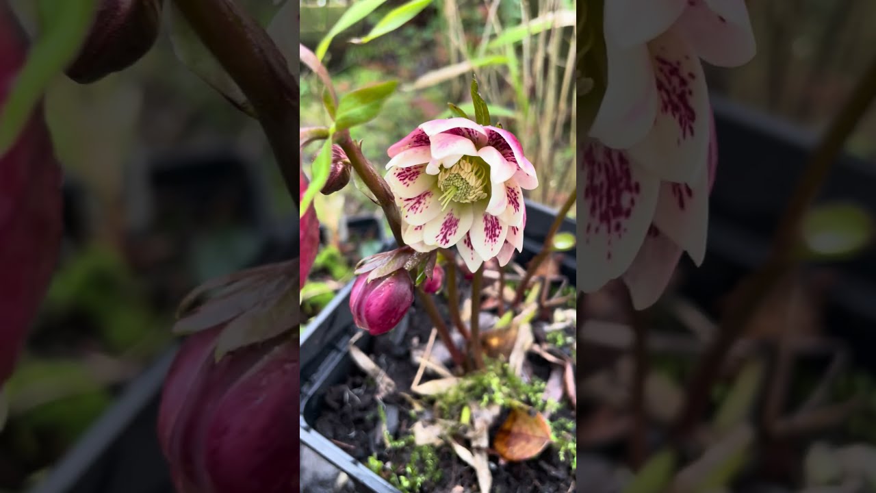 Harvington double apricot helleborus x hybridus 🇬🇧 #helleborus #winterflowers #garden #морозник