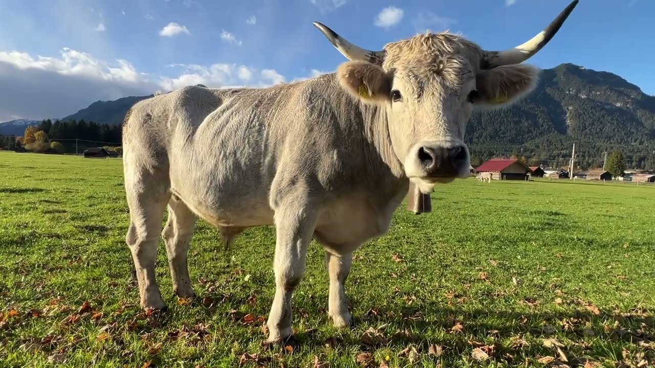 Mehr Kuhglocke | The Cows of Garmisch Partenkirchen | 2025