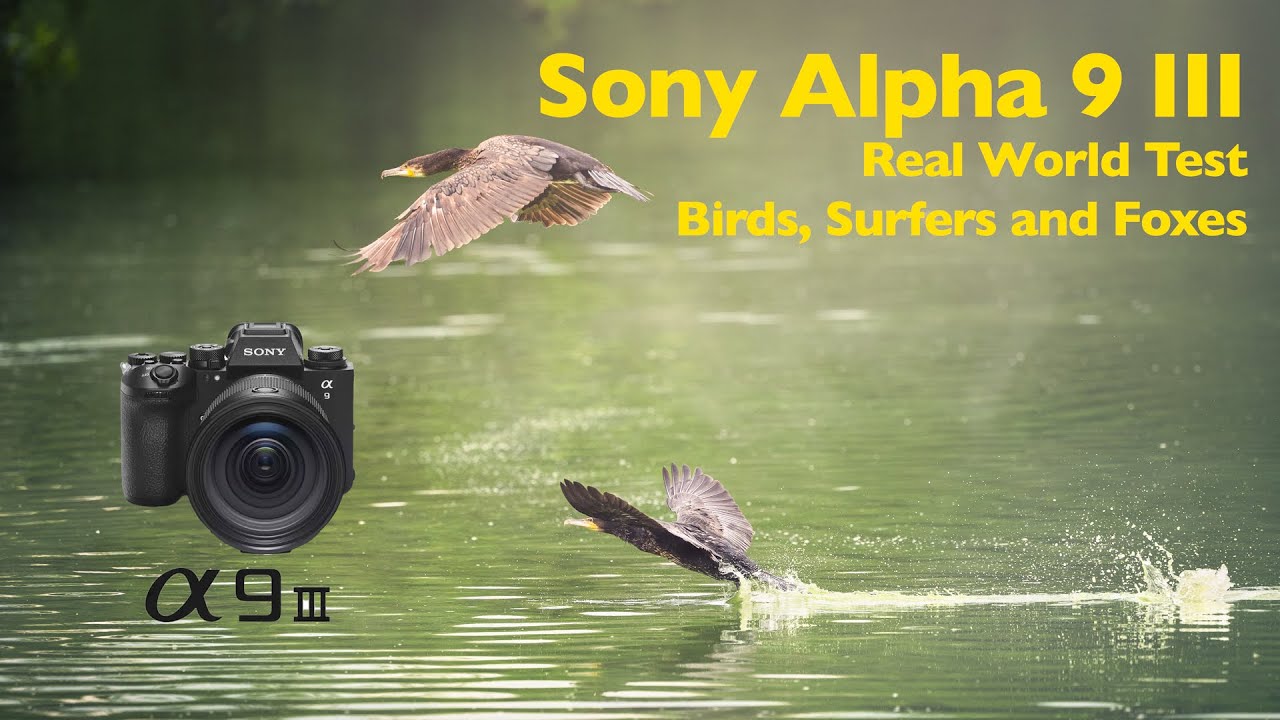 Sony Alpha A9 III - 4 weeks real world usage | 200-600 G, 300 GM,70-200 GMII | Birds, Surfers, Foxes