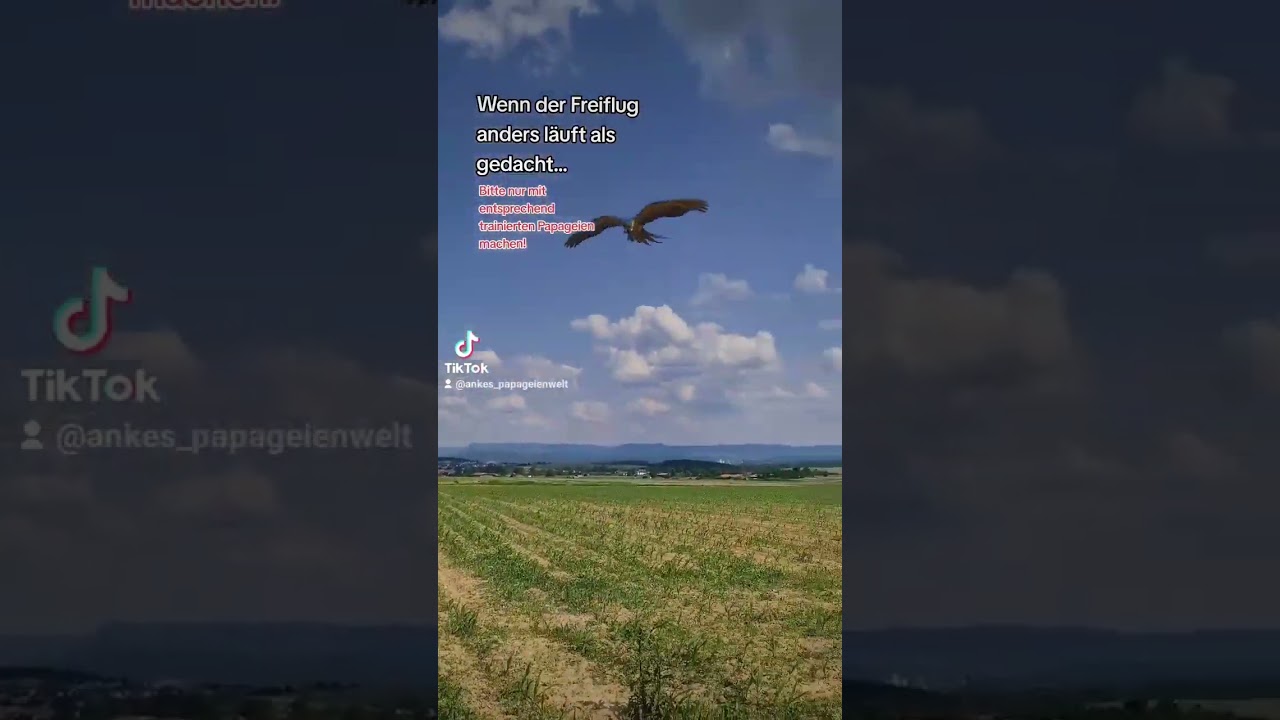 Spielen mit einem fliegenden Papagei! 🥰😱 #shorts #papageien #parrot #freeflightparrot #freeflight