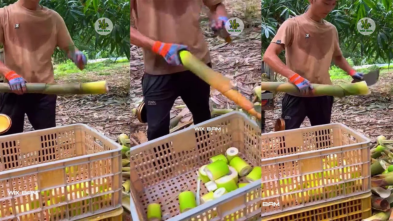 How To Cutting Bamboo Shoot Professional P340