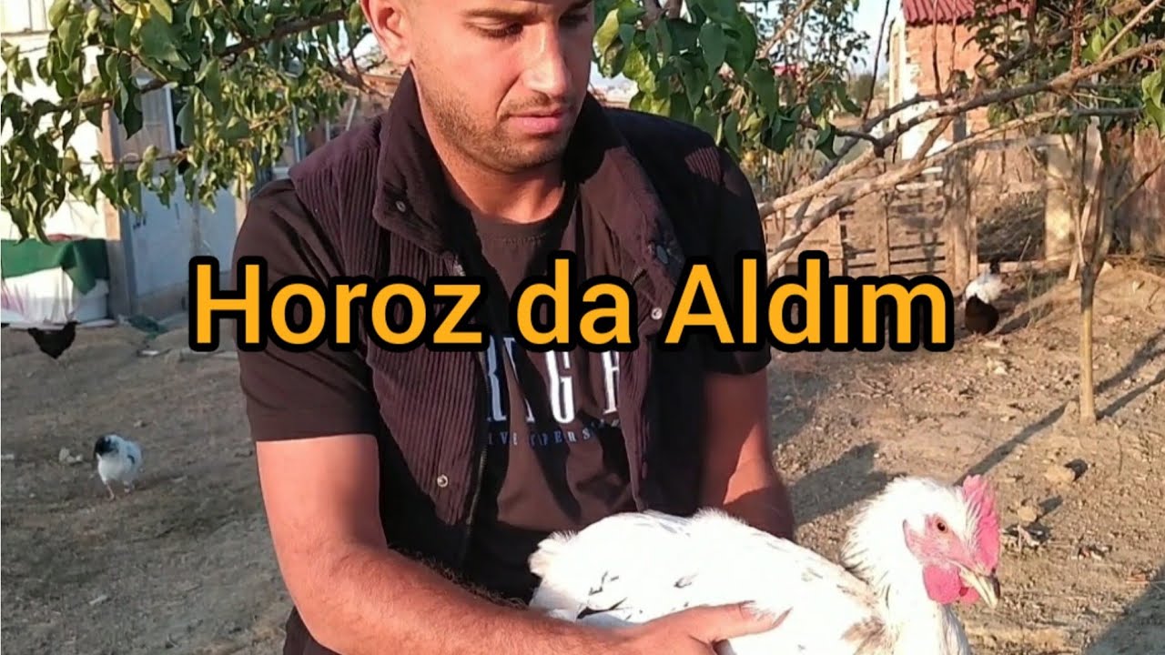 AHMET İN TAVUK ÇİFTLİĞİNE GİTTİM/HOROZ SEÇTİM