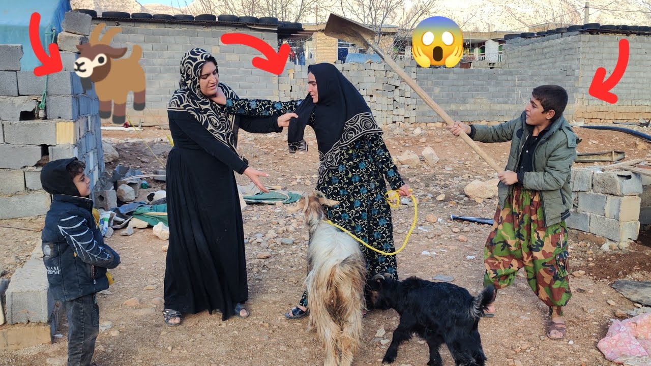When love for goats causes conflict! The story of a nomadic family