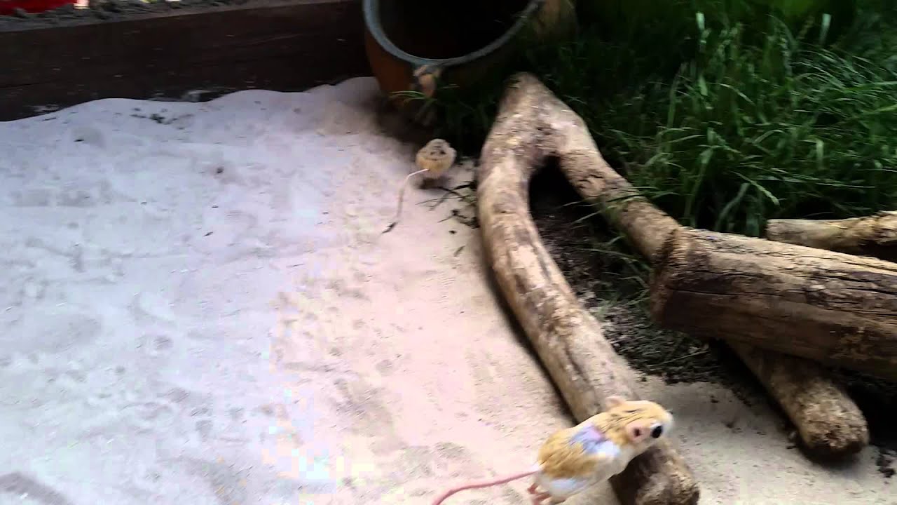 Jaculus Jaculus, kleine Wüstenspringmaus