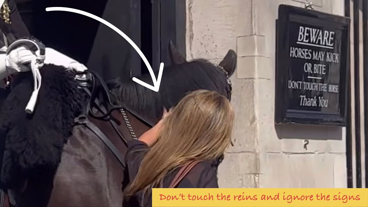 SILLY IDIOTS RUDE IGNORED THE SIGNS AND PROVOKED THE HORSE, THIS HAPPENED!!!