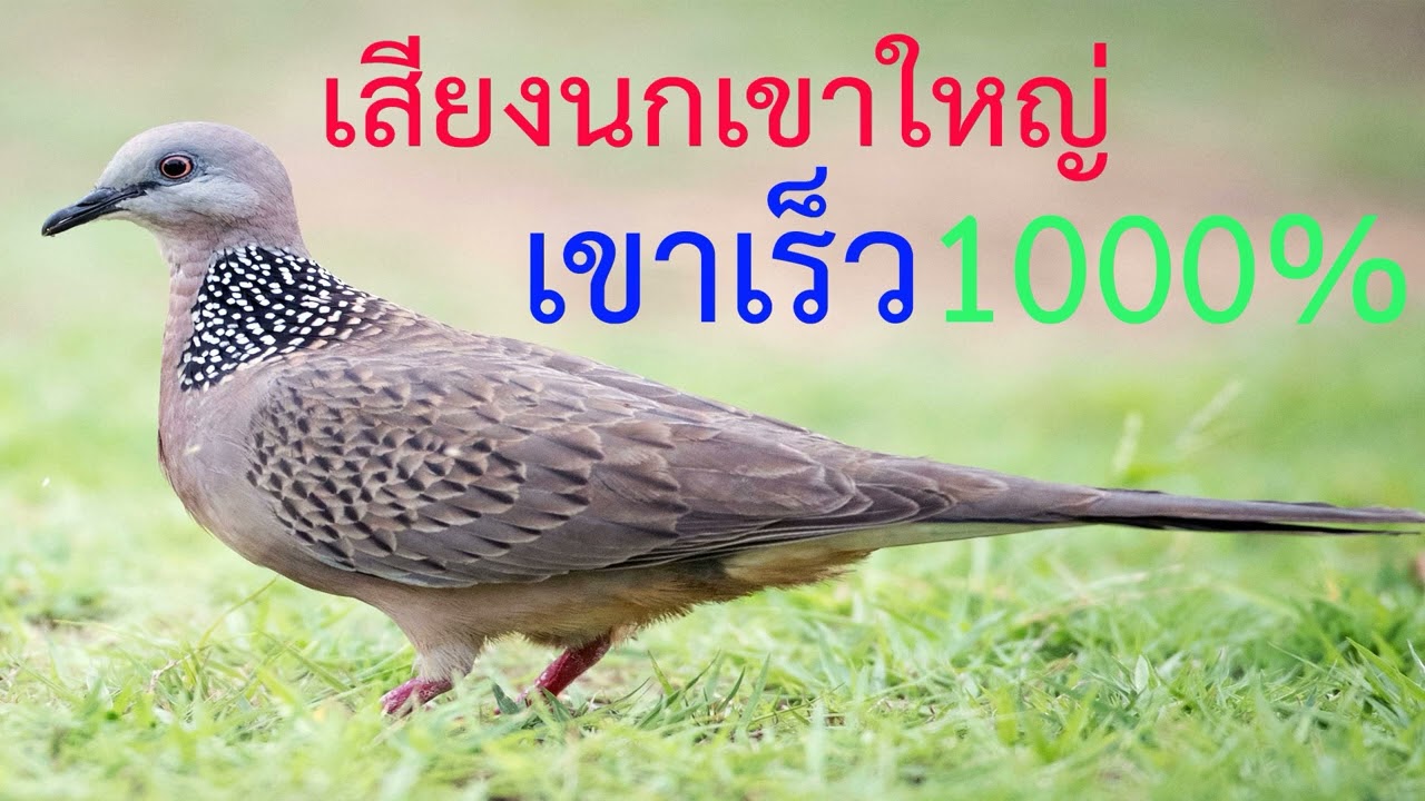 เสียงนกเขาใหญ่ เสียงต่อนกเขาใหญ่ เข้าเร็ว1000%