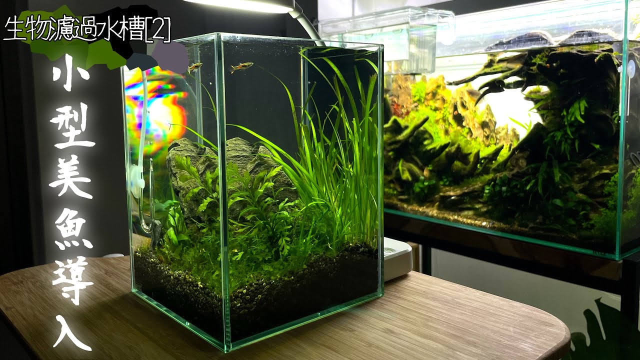 生物濾過水槽[2]小型美魚導入！管理方法も紹介[水槽立ち上げ]＃水草水槽＃ネイチャーアクアリウム