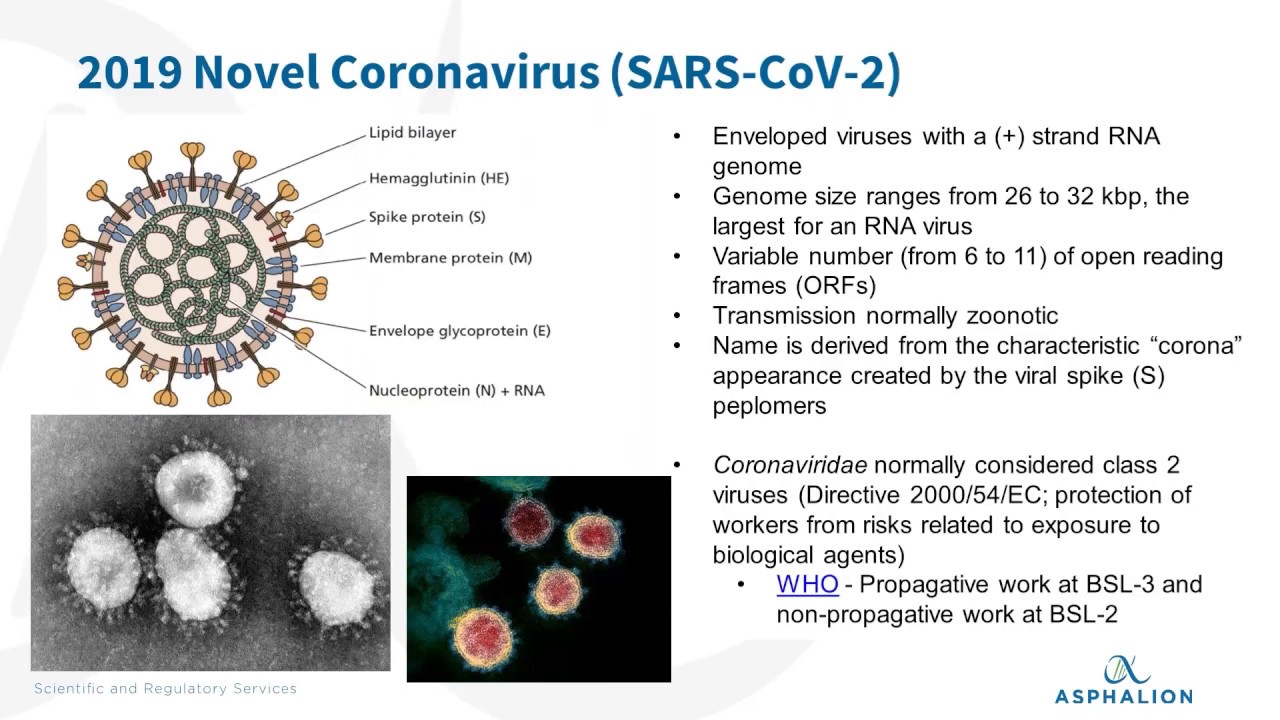 The latest scientific data on the novel coronavirus SARS-CoV-2 and the COVID-19 disease