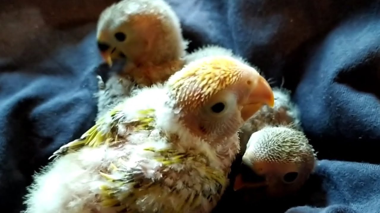 Come far riprodurre i pappagalli inseparabili+svezzamento pulli